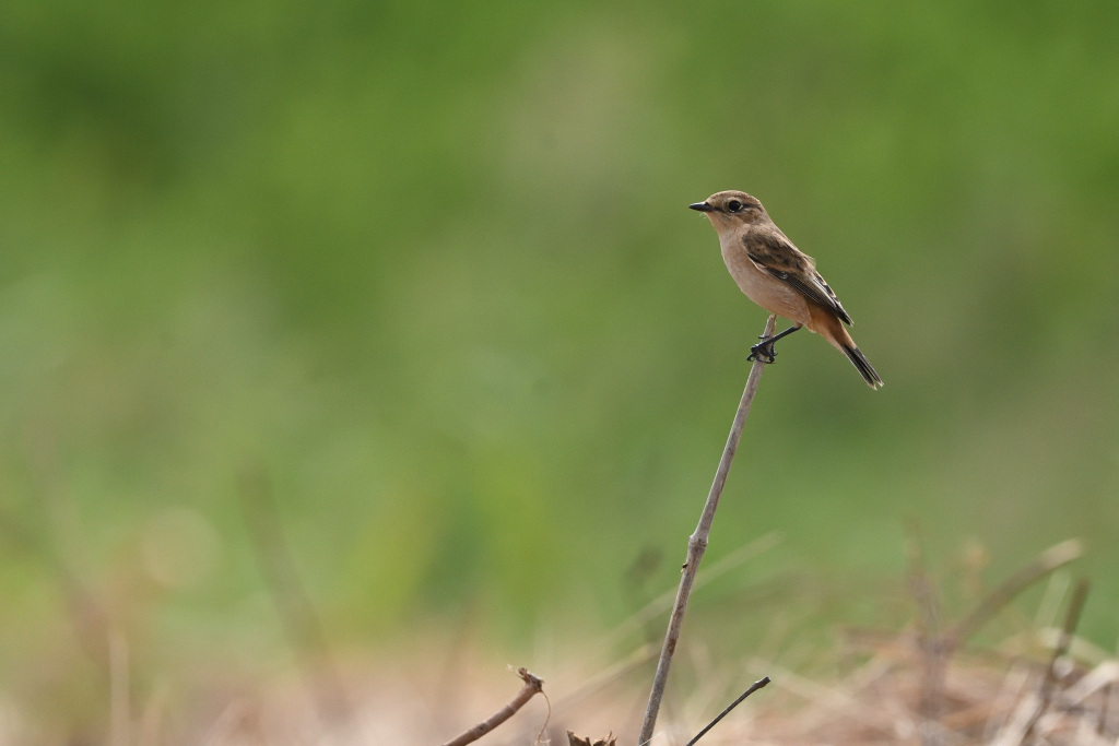 f:id:soremoz:20201106002709j:plain