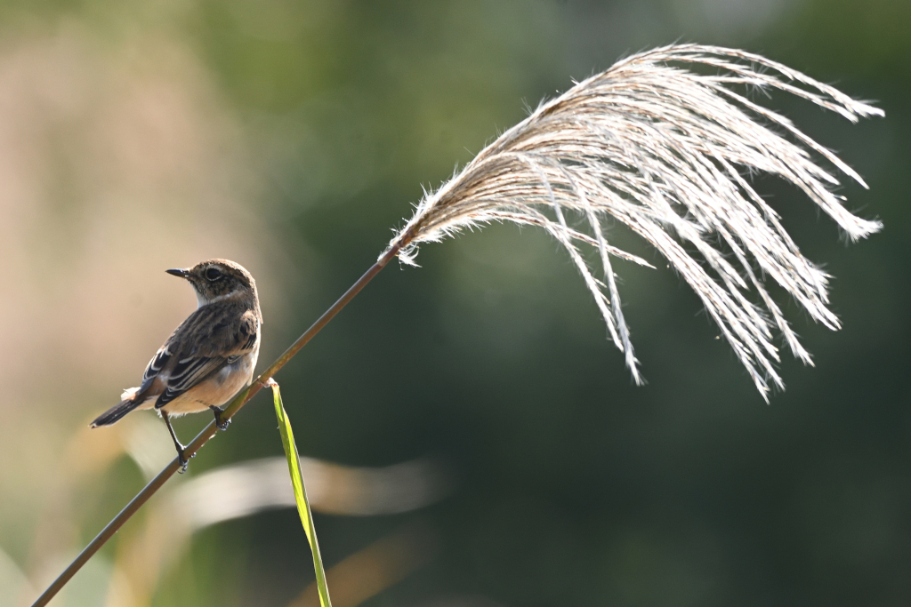 f:id:soremoz:20201106004604j:plain