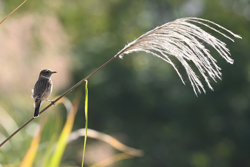 f:id:soremoz:20201106004630j:plain