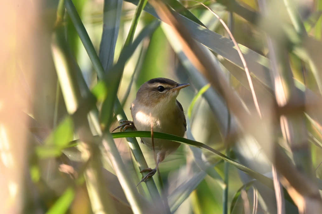 f:id:soremoz:20201106012505j:plain