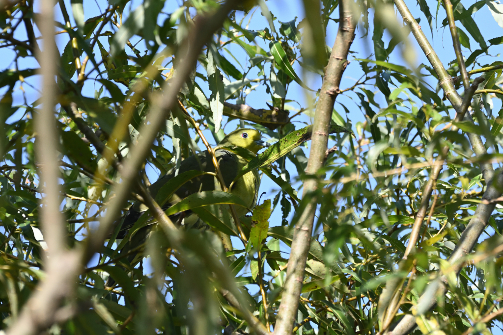 f:id:soremoz:20201106014128j:plain