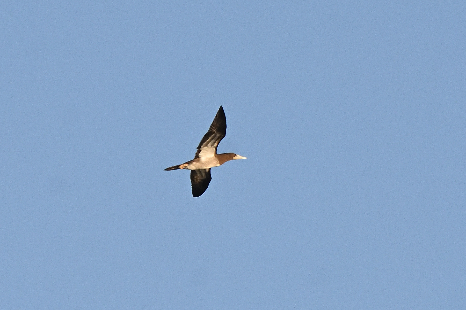 f:id:soremoz:20201106022352j:plain