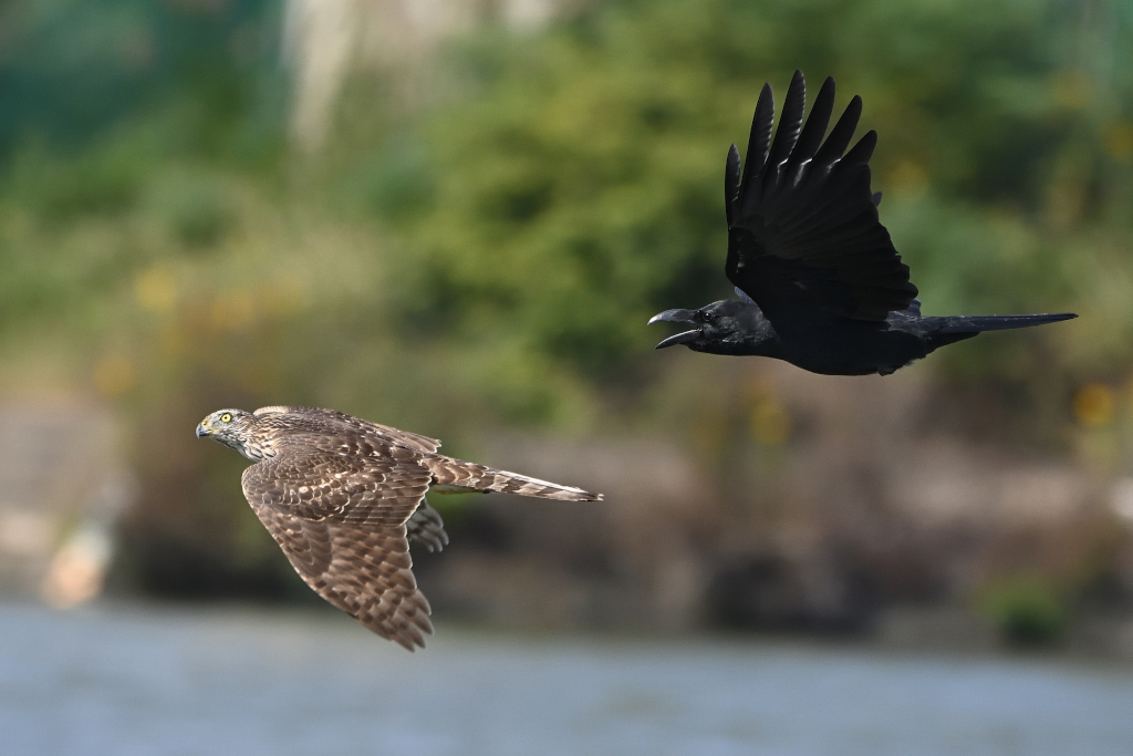 f:id:soremoz:20201106234800j:plain