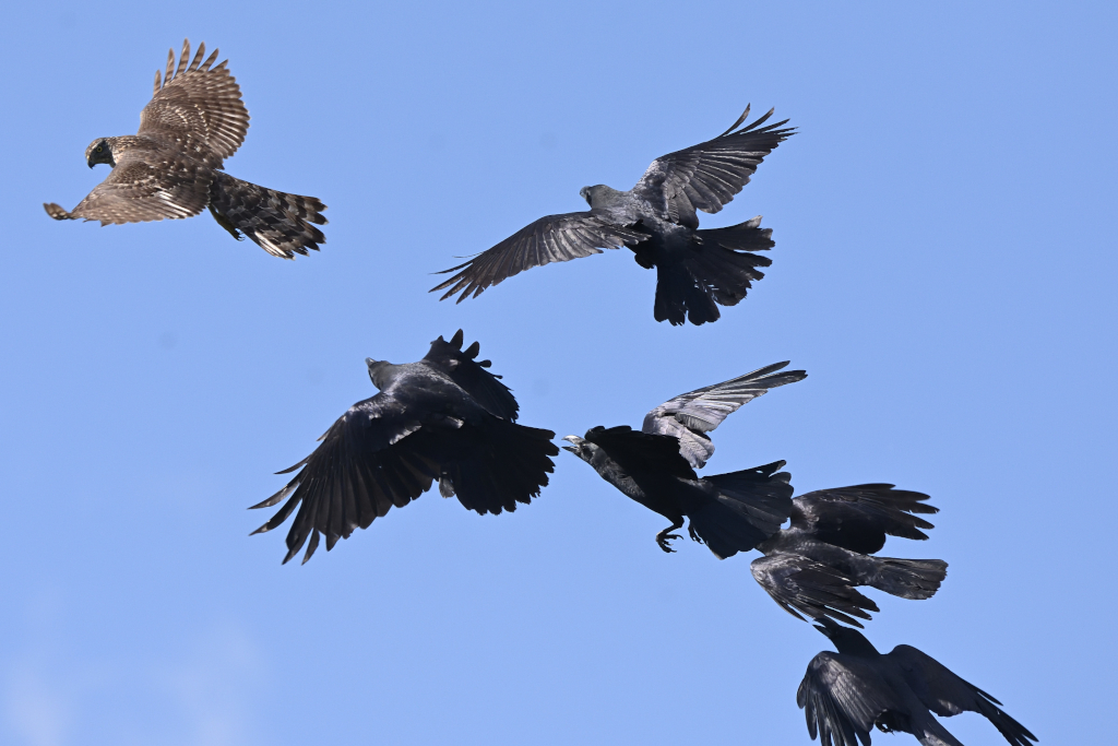 f:id:soremoz:20201106234825j:plain