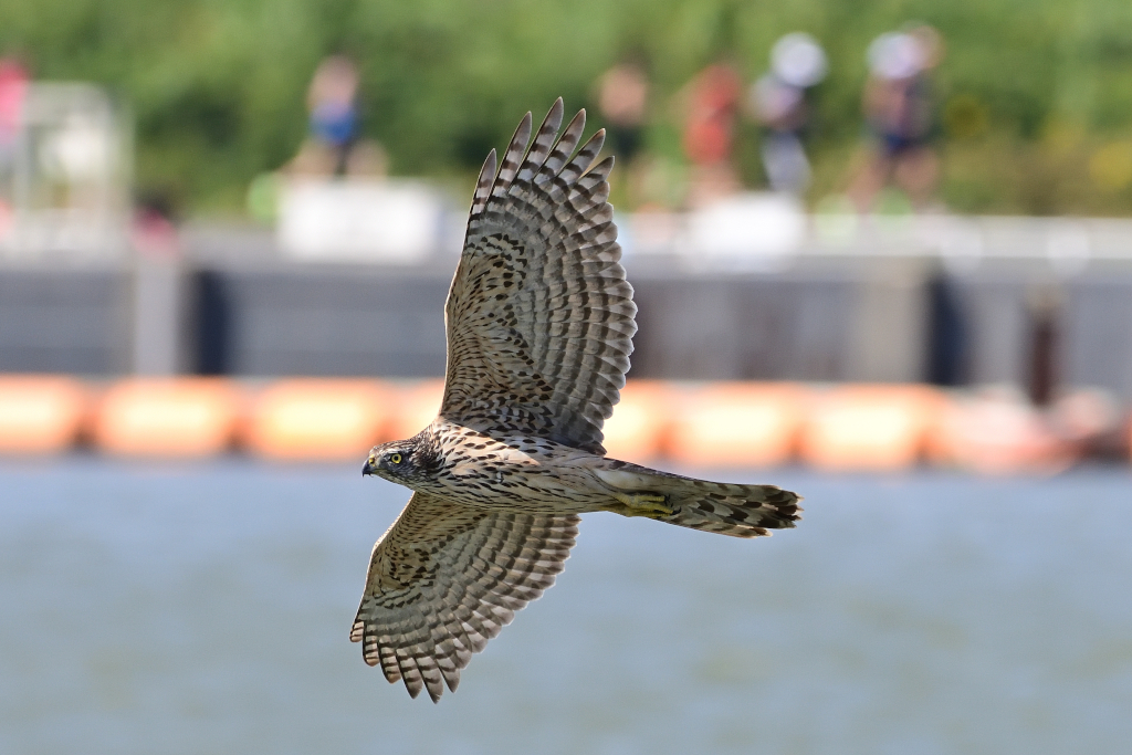 f:id:soremoz:20201106234832j:plain