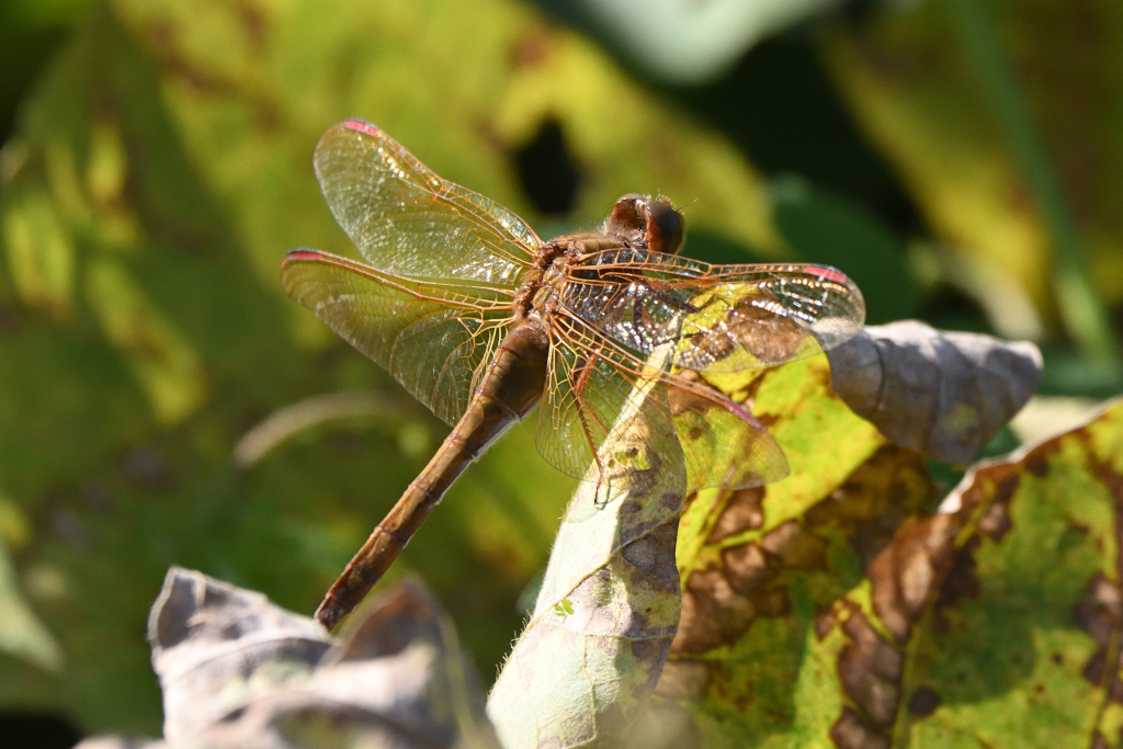 f:id:soremoz:20201107001933j:plain