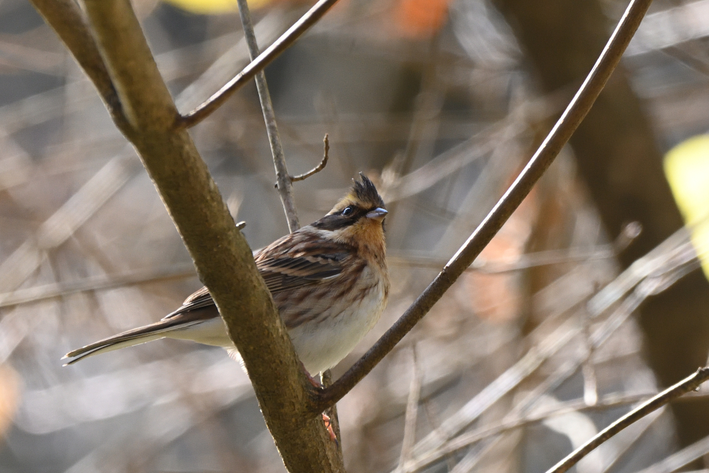 f:id:soremoz:20201212211036j:plain