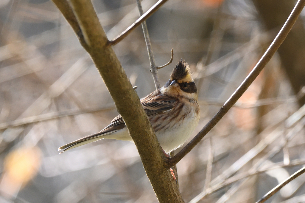 f:id:soremoz:20201212211043j:plain