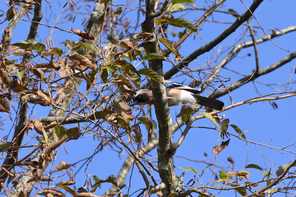 f:id:soremoz:20201212211157j:plain