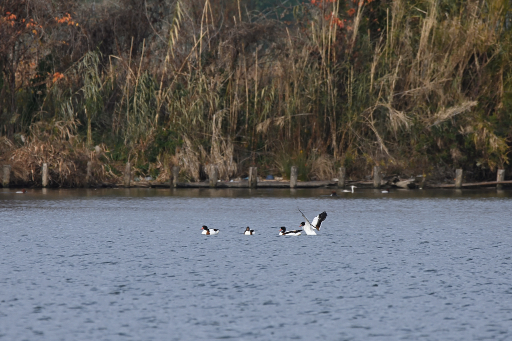 f:id:soremoz:20210405221454j:plain