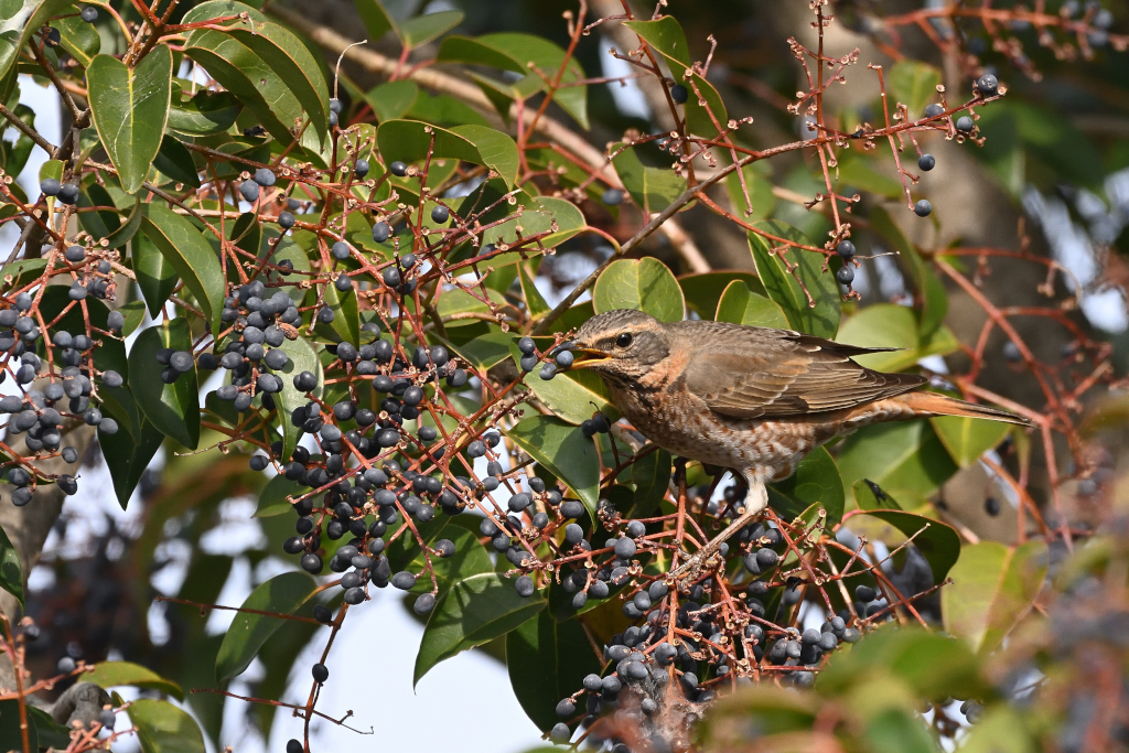 f:id:soremoz:20210405235932j:plain