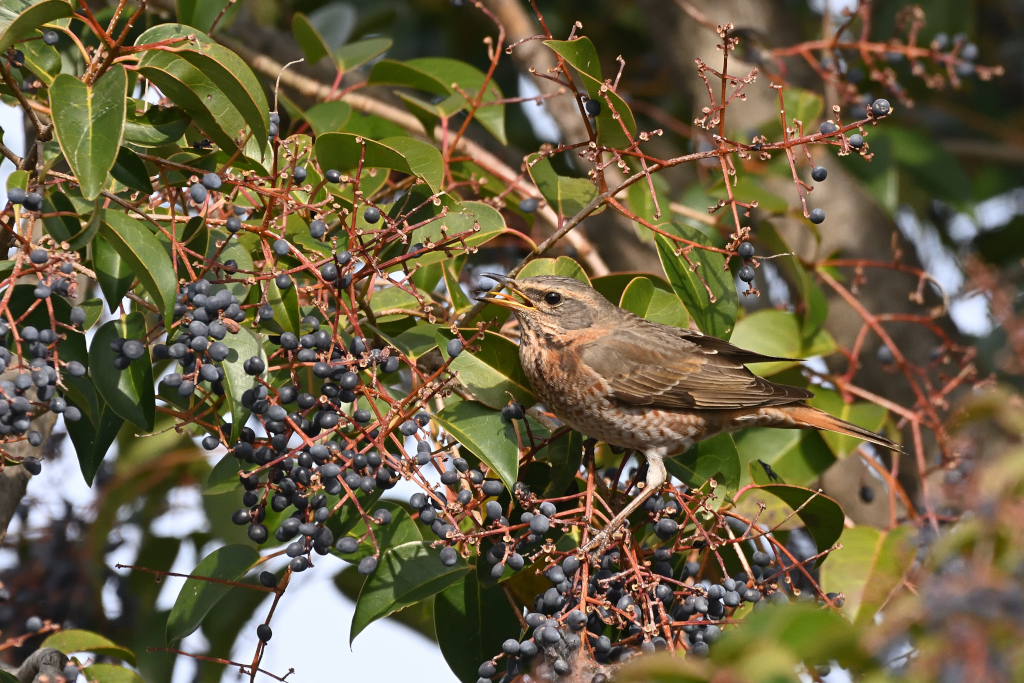 f:id:soremoz:20210405235936j:plain