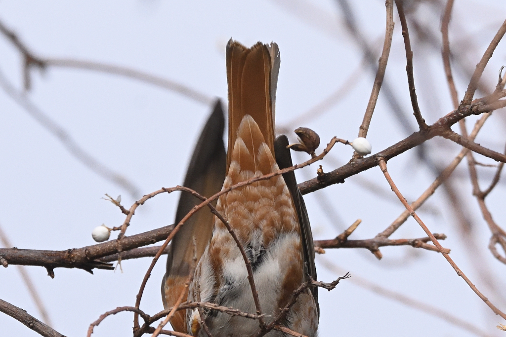 f:id:soremoz:20210406001949j:plain