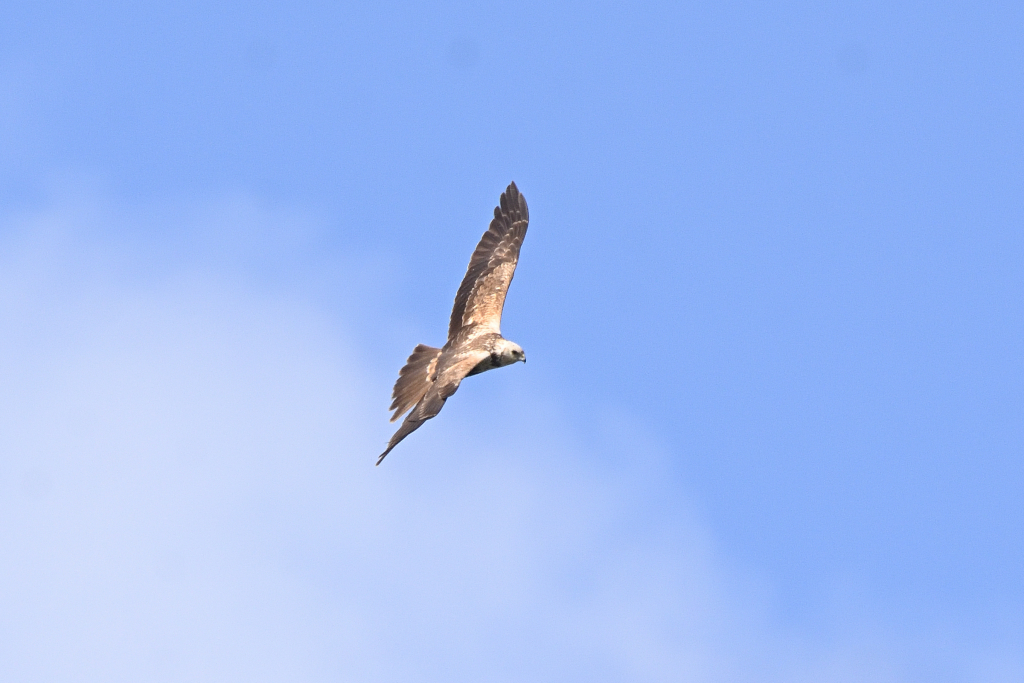 f:id:soremoz:20210407220725j:plain