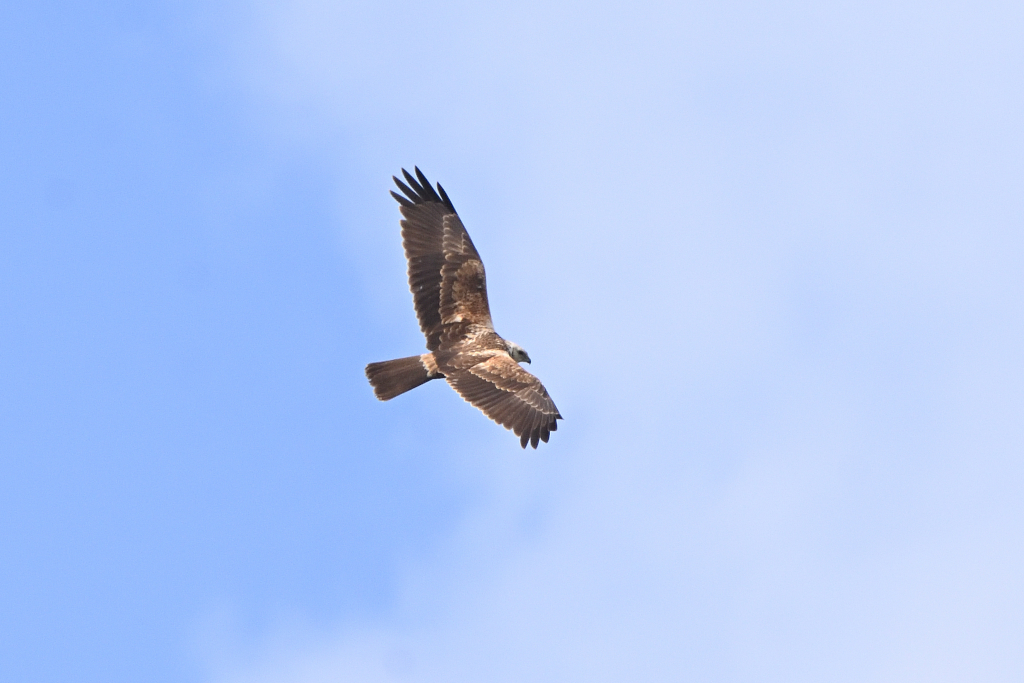 f:id:soremoz:20210407220739j:plain