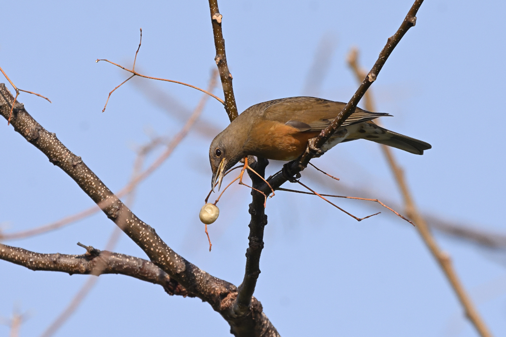 f:id:soremoz:20210407224543j:plain