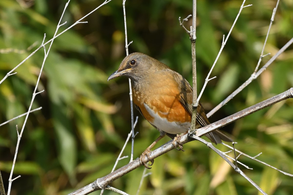 f:id:soremoz:20210407224548j:plain