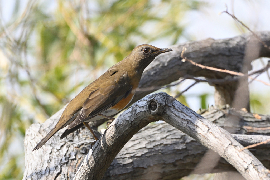 f:id:soremoz:20210407224555j:plain