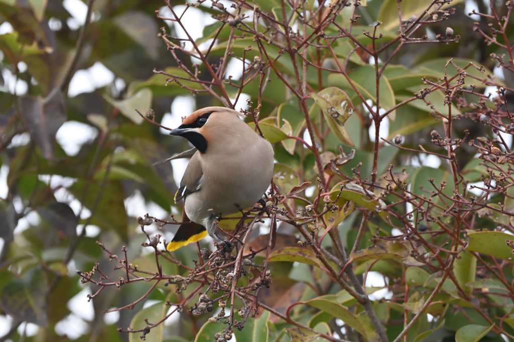 f:id:soremoz:20210407231540j:plain