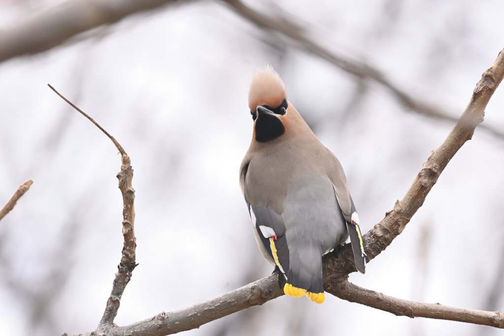 f:id:soremoz:20210407231549j:plain