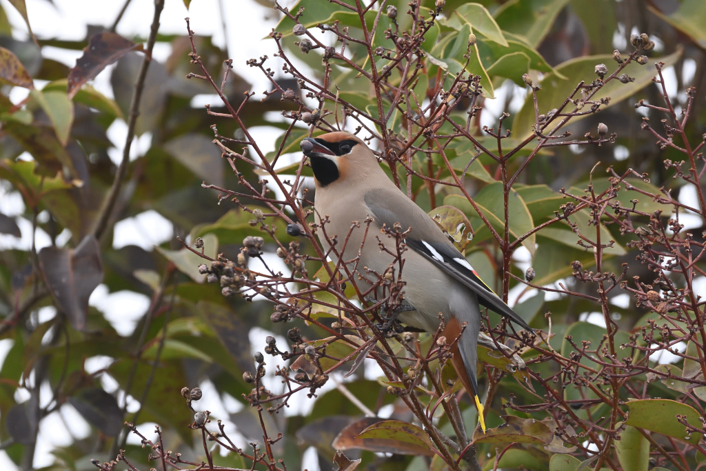 f:id:soremoz:20210407231553j:plain