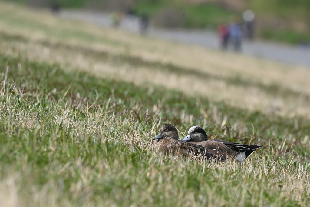 f:id:soremoz:20210410035404j:plain