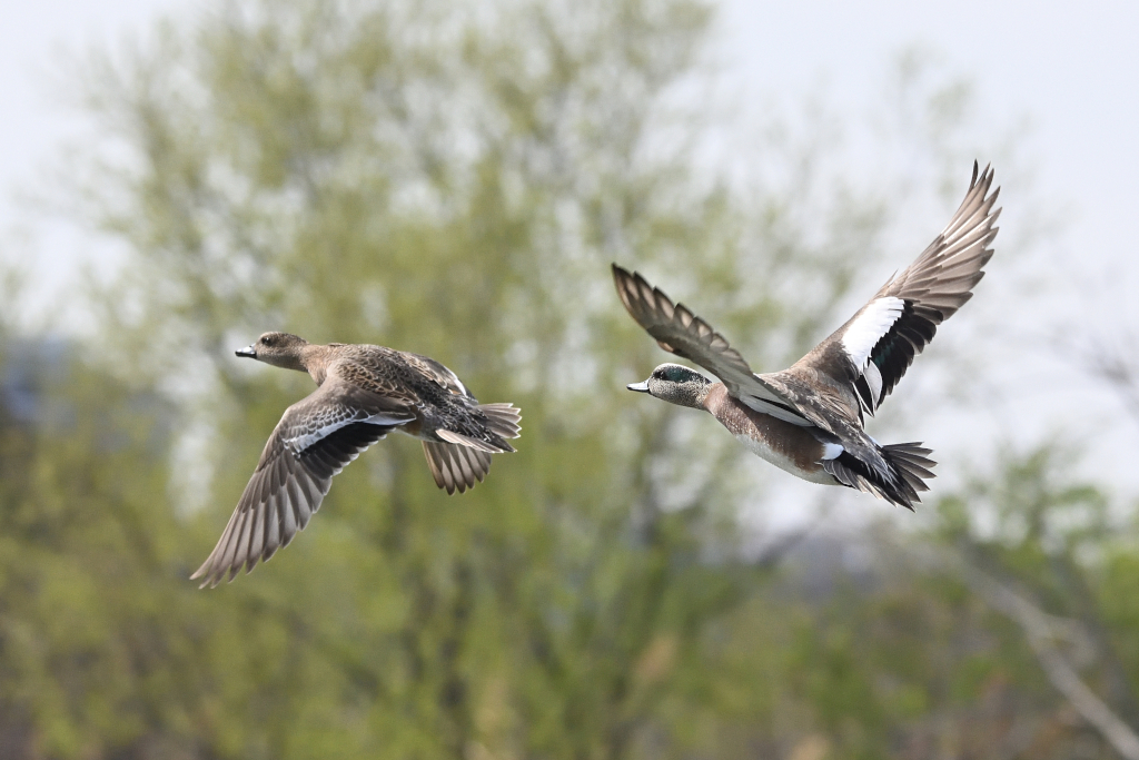 f:id:soremoz:20210410035408j:plain