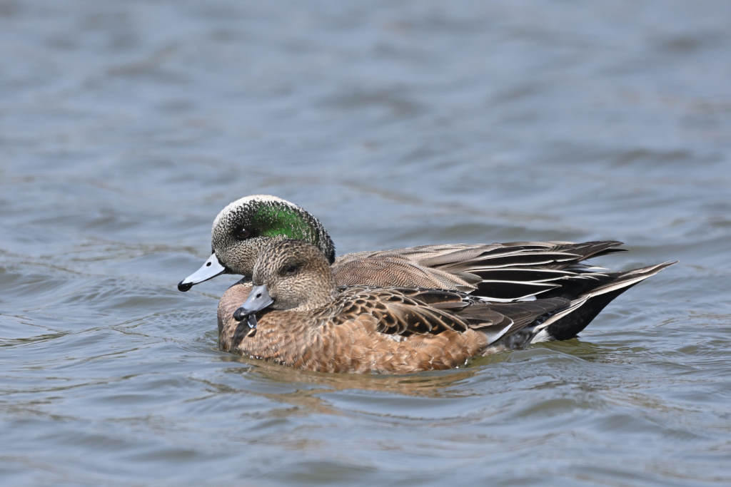 f:id:soremoz:20210410035417j:plain