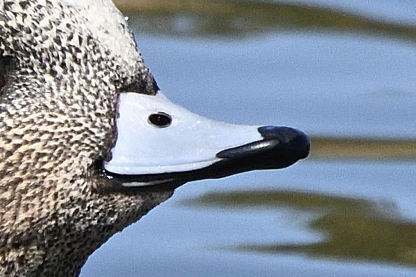 f:id:soremoz:20210410035736j:plain