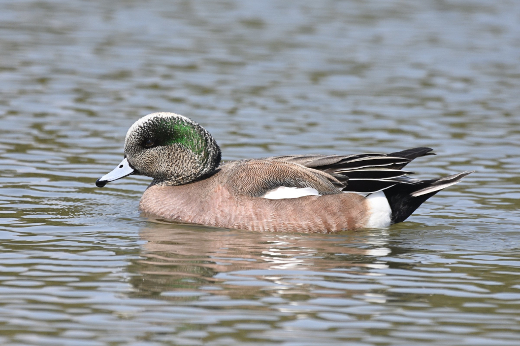 f:id:soremoz:20210410035740j:plain