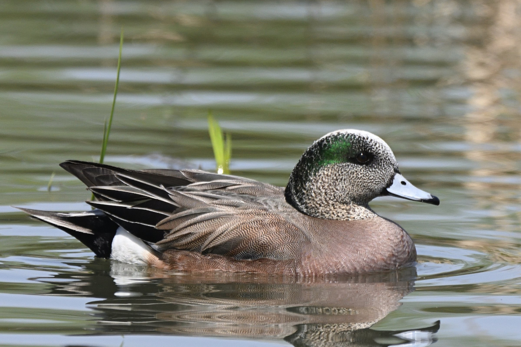 f:id:soremoz:20210410035744j:plain