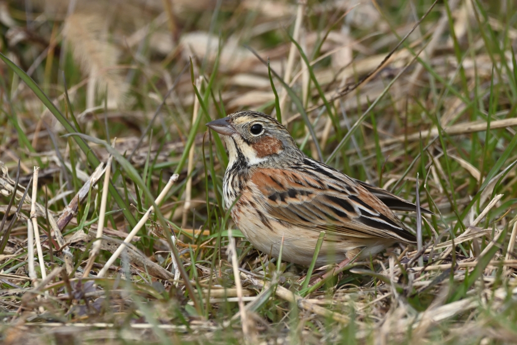 f:id:soremoz:20210412224539j:plain