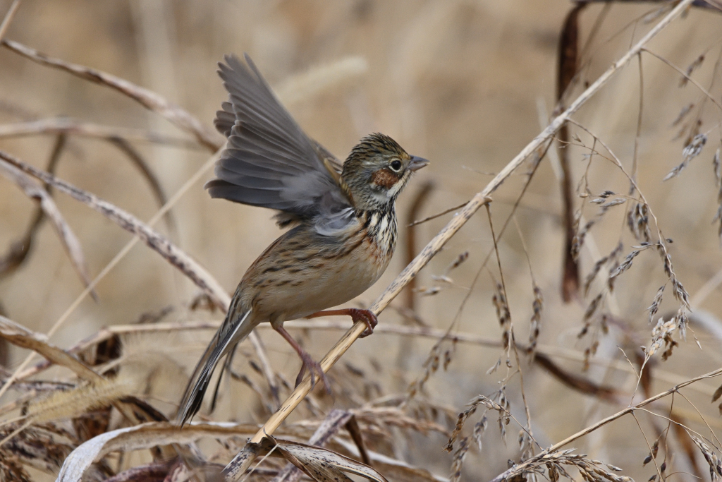 f:id:soremoz:20210412224555j:plain