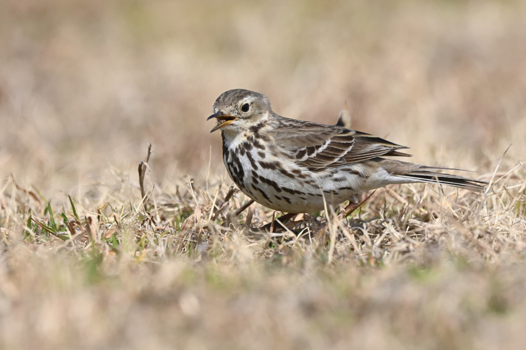 f:id:soremoz:20210412225646j:plain