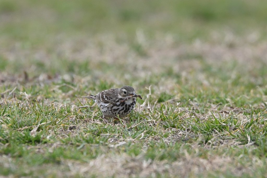 f:id:soremoz:20210412225654j:plain