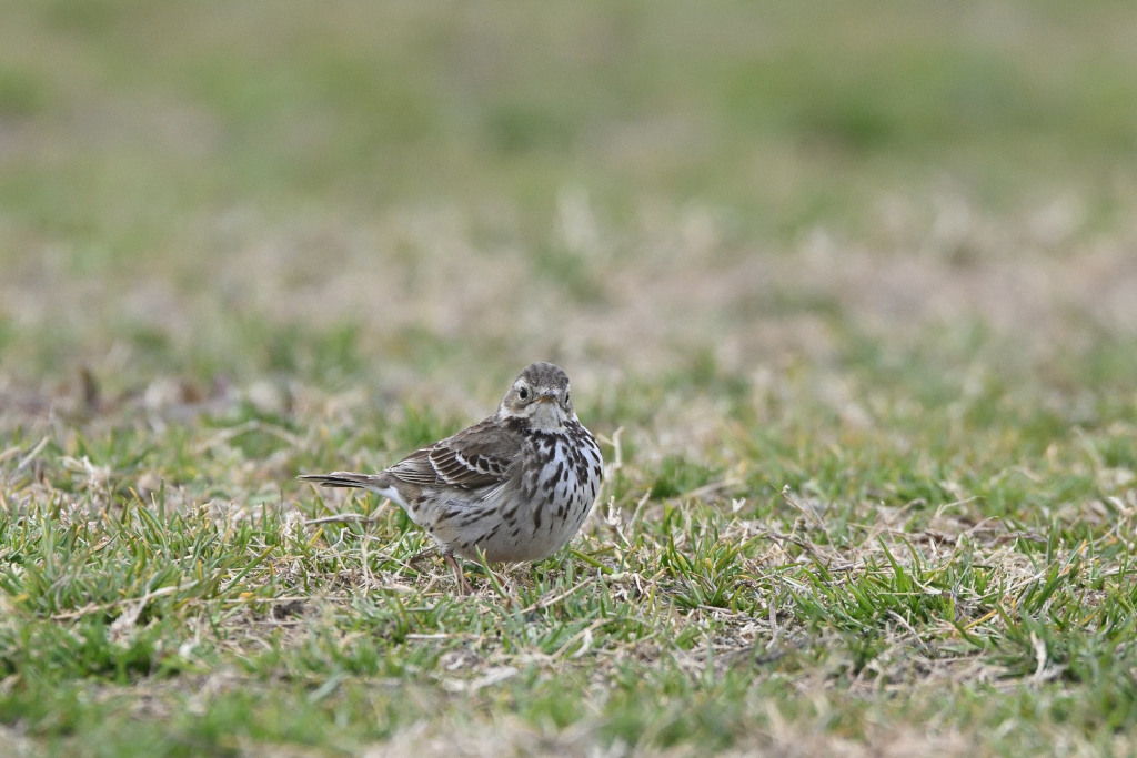 f:id:soremoz:20210412225659j:plain