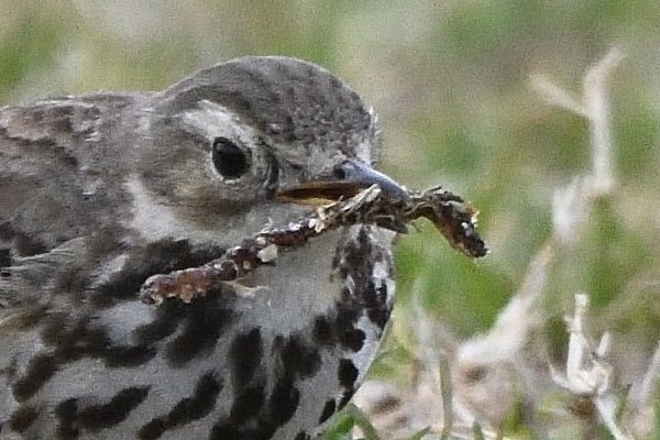 f:id:soremoz:20210412225744j:plain