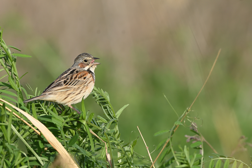 f:id:soremoz:20210412230143j:plain