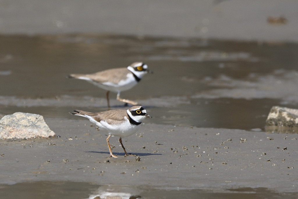 f:id:soremoz:20210412232847j:plain