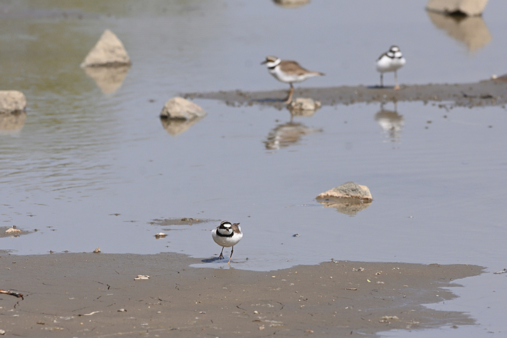 f:id:soremoz:20210412232852j:plain