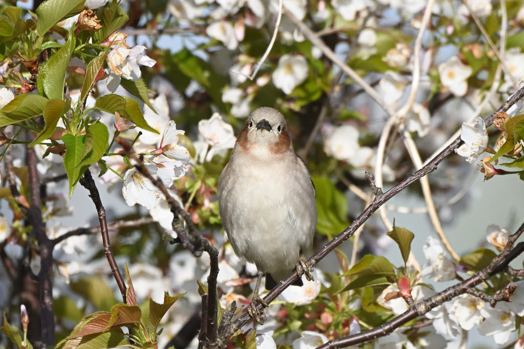 f:id:soremoz:20210413001247j:plain