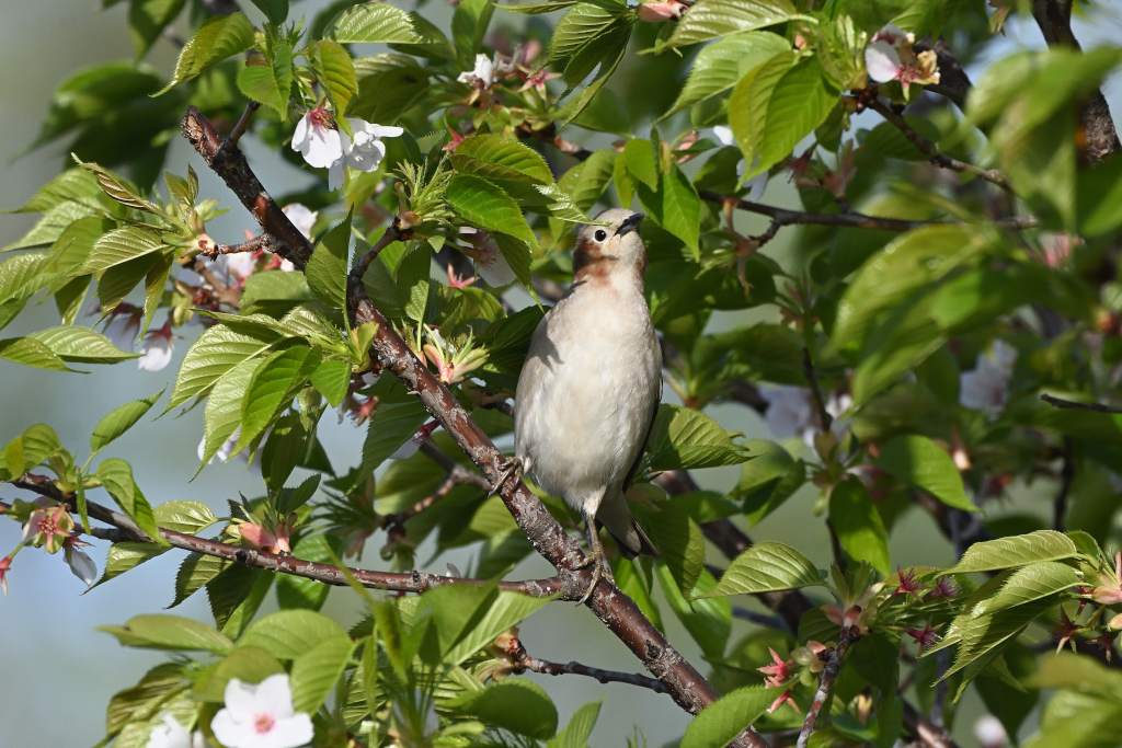 f:id:soremoz:20210413001617j:plain