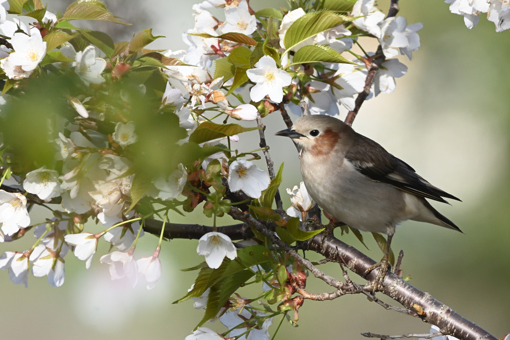 f:id:soremoz:20210413002406j:plain