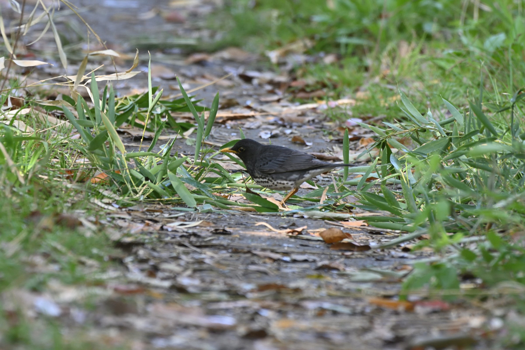 f:id:soremoz:20210413004833j:plain