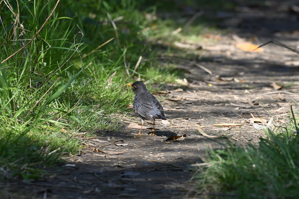 f:id:soremoz:20210413004855j:plain