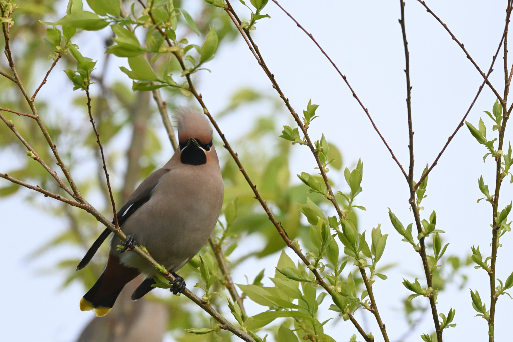 f:id:soremoz:20210414055618j:plain