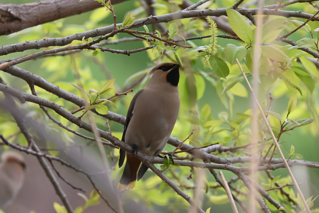 f:id:soremoz:20210414055626j:plain