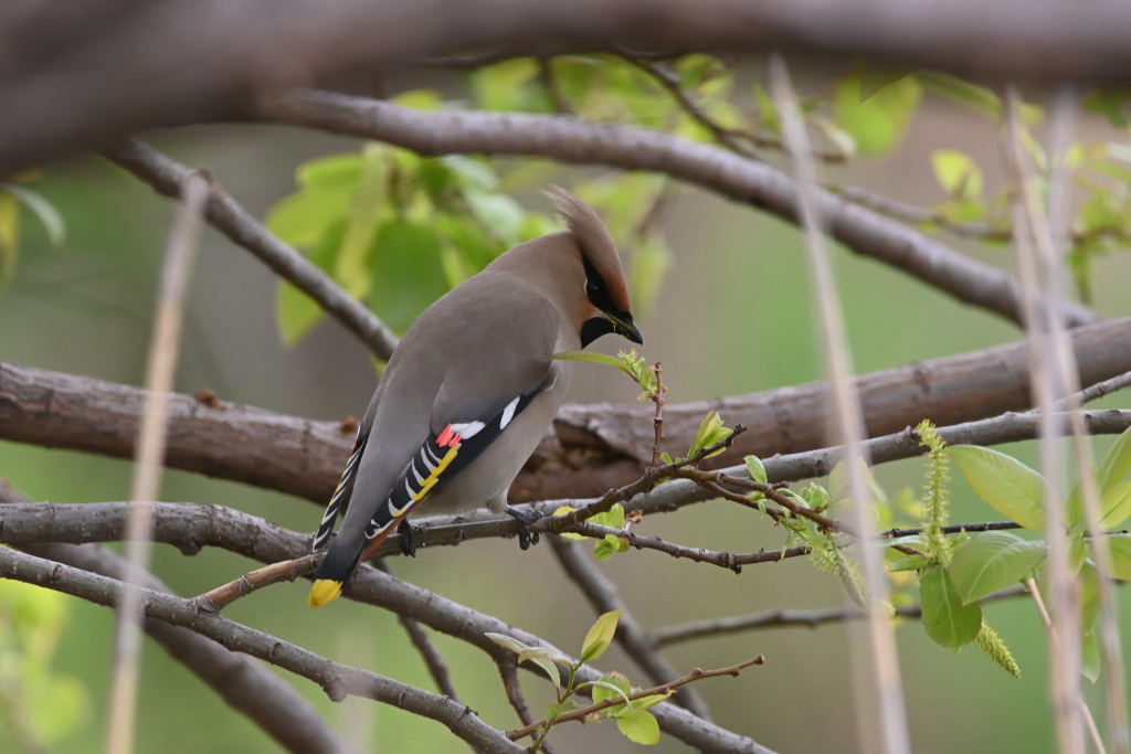 f:id:soremoz:20210414055631j:plain