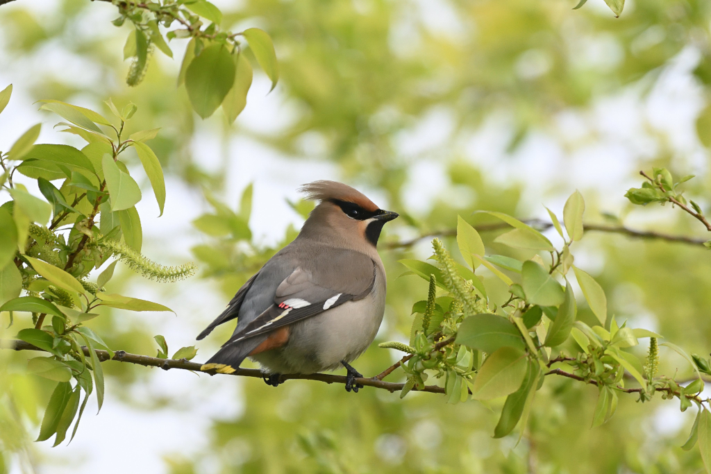 f:id:soremoz:20210414055635j:plain