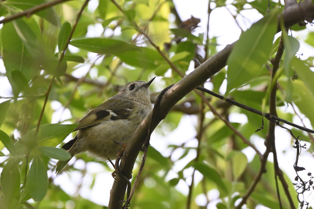 f:id:soremoz:20210416203544j:plain